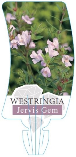 Picture of WESTRINGIA JERVIS GEM                                                                                                                                 