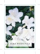 Picture of AZALEA ALBA MAGNIFICA                                                                                                                                 
