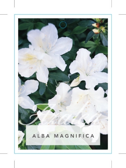Picture of AZALEA ALBA MAGNIFICA                                                                                                                                 