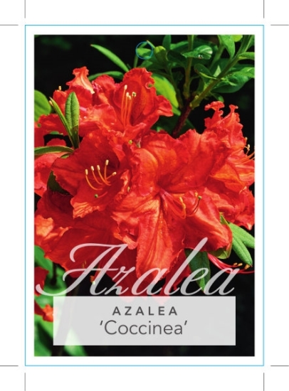 Picture of AZALEA COCCINEA                                                                                                                                       
