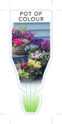 Picture of **POT OF COLOUR                                                                                                                                       