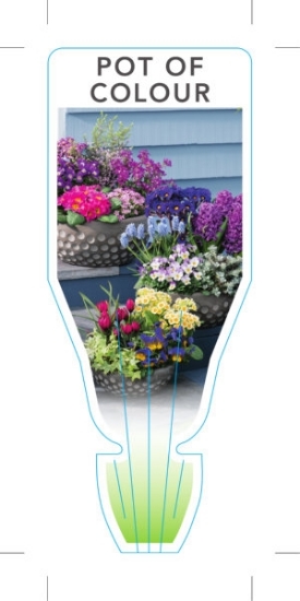 Picture of **POT OF COLOUR                                                                                                                                       