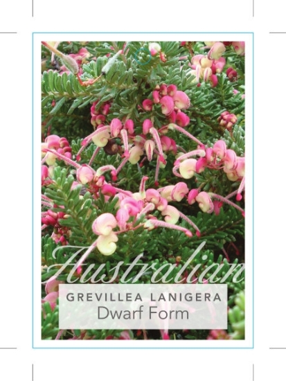 Picture of GREVILLEA LANIGERA DWARF WOOLLY GREVILLEA                                                                                                             