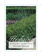Picture of MYRSINE AFRICANA AFRICAN BUXUS                                                                                                                        