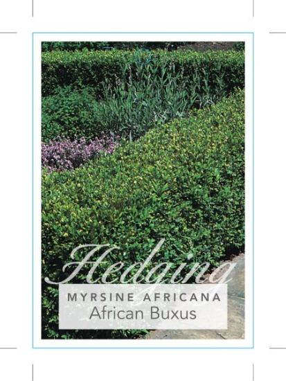 Picture of MYRSINE AFRICANA AFRICAN BUXUS                                                                                                                        