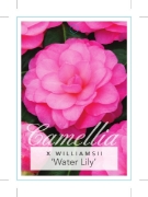 Picture of CAMELLIA WATER LILY                                                                                                                                   