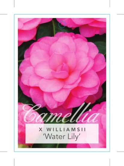 Picture of CAMELLIA WATER LILY                                                                                                                                   