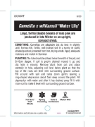Picture of CAMELLIA WATER LILY                                                                                                                                   