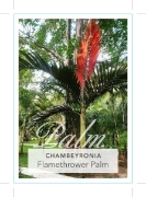 Picture of PALM CHAMBEYRONIA MACROCARPA                                                                                                                          