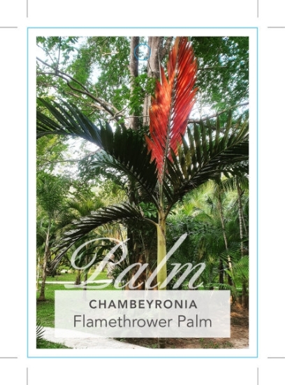 Picture of PALM CHAMBEYRONIA MACROCARPA                                                                                                                          