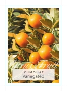 Picture of FRUIT CITRUS KUMQUAT VARIEGATED                                                                                                                       