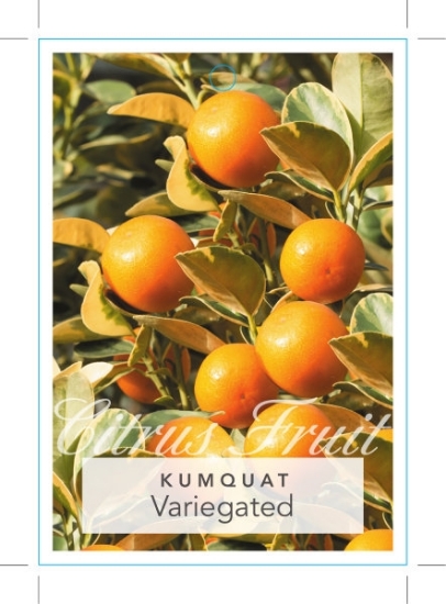 Picture of FRUIT CITRUS KUMQUAT VARIEGATED                                                                                                                       