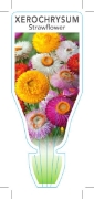 Picture of XEROCHRYSUM BRACTEATHUM STRAWFLOWER                                                                                                                   