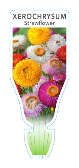 Picture of XEROCHRYSUM BRACTEATHUM STRAWFLOWER                                                                                                                   