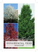 Picture of **PYRUS CALLERYANA ARISTOCRAT ORNAMENTAL PEAR Jumbo Tag                                                                                               