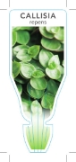 Picture of **HOUSEPLANT CALLISIA REPENS                                                                                                                          
