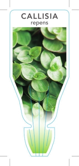 Picture of **HOUSEPLANT CALLISIA REPENS                                                                                                                          