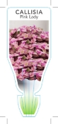 Picture of HOUSEPLANT CALLISIA PINK LADY                                                                                                                         