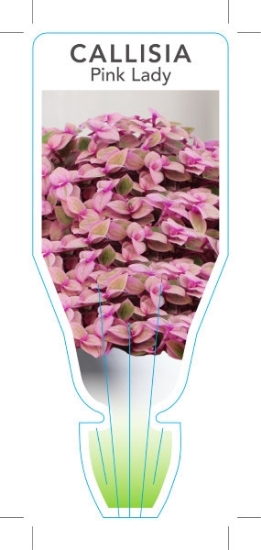 Picture of HOUSEPLANT CALLISIA PINK LADY                                                                                                                         