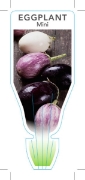 Picture of VEGETABLE EGGPLANT MINI (solanum melongena)                                                                                                           