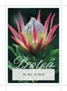 Picture of PROTEA MINI KING CYNAROIDES VARIANT                                                                                                                   