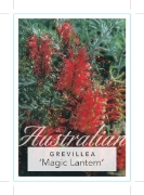 Picture of GREVILLEA MAGIC LANTERN                                                                                                                               