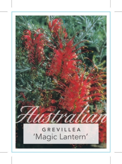 Picture of GREVILLEA MAGIC LANTERN                                                                                                                               