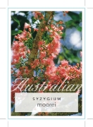 Picture of SYZYGIUM MOOREI COOLAMON                                                                                                                              