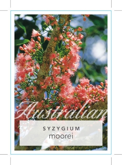Picture of SYZYGIUM MOOREI COOLAMON                                                                                                                              
