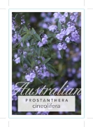 Picture of PROSTANTHERA CINEOLIFERA SINGLETON MINT BUSH                                                                                                          