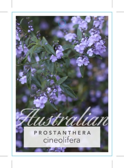 Picture of PROSTANTHERA CINEOLIFERA SINGLETON MINT BUSH                                                                                                          