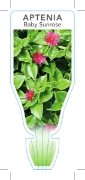 Picture of **SUCCULENT APTENIA CORDIFOLIA BABY SUNROSE                                                                                                           