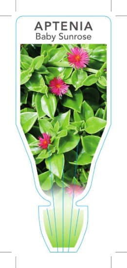 Picture of **SUCCULENT APTENIA CORDIFOLIA BABY SUNROSE                                                                                                           