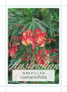 Picture of GREVILLEA ROSMARINIFOLIA                                                                                                                              