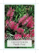 Picture of CALLISTEMON SALIGNUS PERTH PINK                                                                                                                       