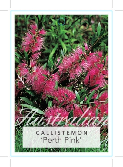 Picture of CALLISTEMON SALIGNUS PERTH PINK                                                                                                                       