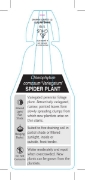 Picture of HOUSEPLANT CHLOROPHYTUM COMOSUM SPIDER PLANT                                                                                                          