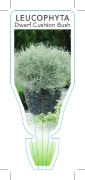 Picture of LEUCOPHYTA BROWNII DWARF CUSHION BUSH                                                                                                                 