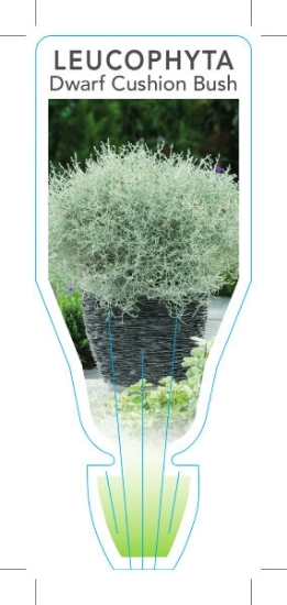 Picture of LEUCOPHYTA BROWNII DWARF CUSHION BUSH                                                                                                                 