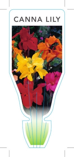 Picture of CANNA LILY MIXED PICTURE                                                                                                                              