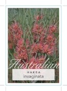 Picture of HAKEA INVAGINATA                                                                                                                                      