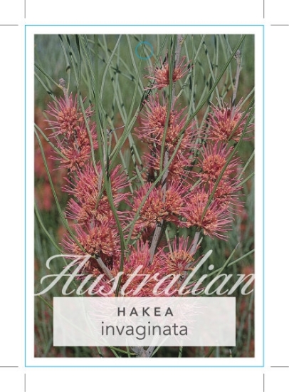 Picture of HAKEA INVAGINATA                                                                                                                                      