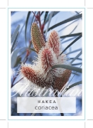 Picture of HAKEA CORIACEA                                                                                                                                        