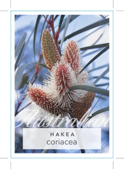 Picture of HAKEA CORIACEA                                                                                                                                        