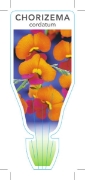 Picture of CHORIZEMA CORDATUM HEART LEAF FLAME PEA                                                                                                               