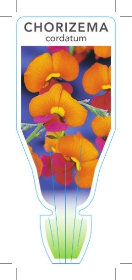 Picture of CHORIZEMA CORDATUM HEART LEAF FLAME PEA                                                                                                               