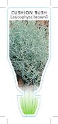 Picture of LEUCOPHYTA BROWNII UPRIGHT/DWARF (TICK BOX)                                                                                                           