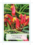 Picture of GREVILLEA NUDIFLORA                                                                                                                                   