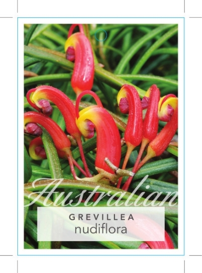 Picture of GREVILLEA NUDIFLORA                                                                                                                                   