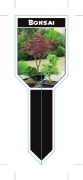 Picture of **HOUSEPLANT BONSAI (Ministik)                                                                                                                        